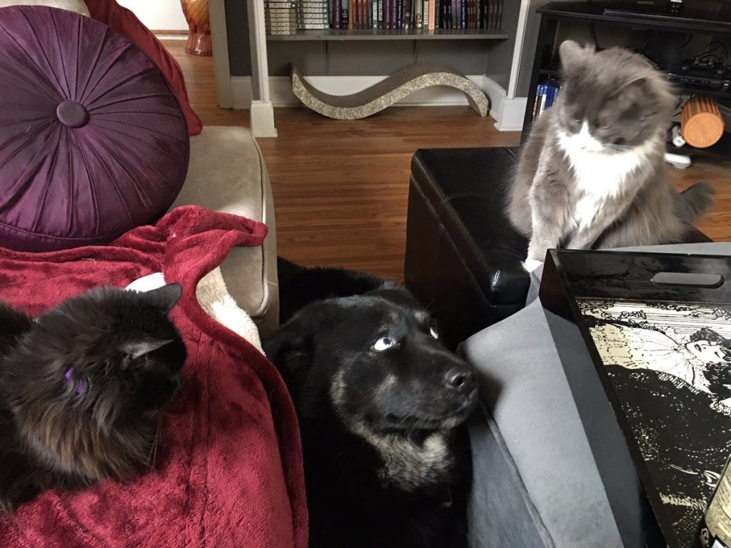 dog and cats