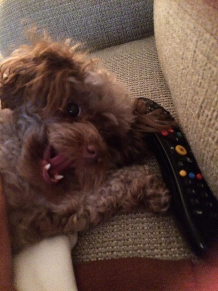 Coco says no tv