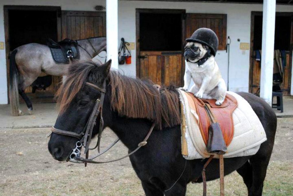 dog sits on horse