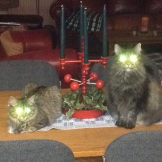 Two cats sit on a coffee table near a Christmas display. Their eyes glow brightly due to the effect of camera flash.