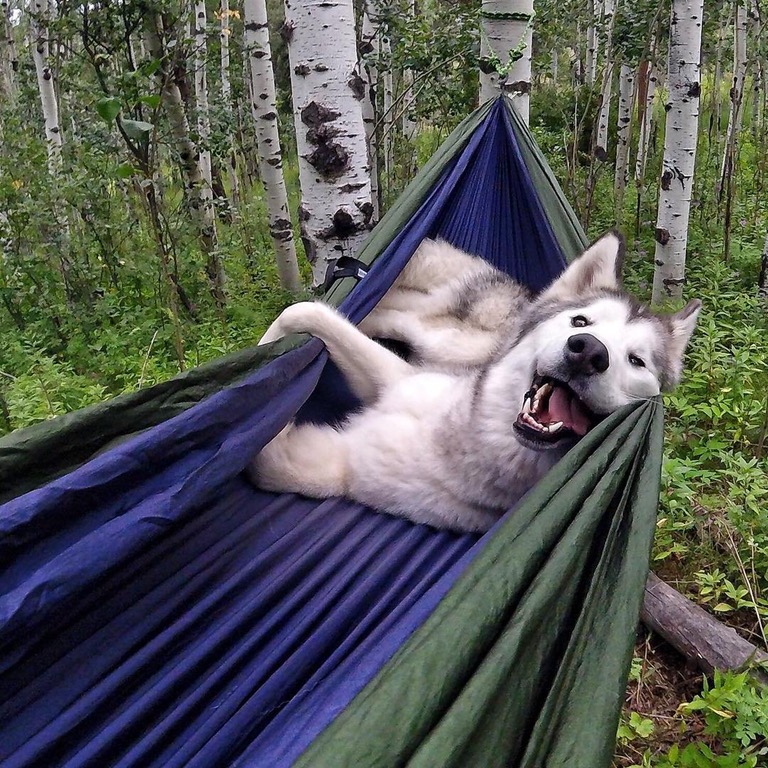 dog in hammock