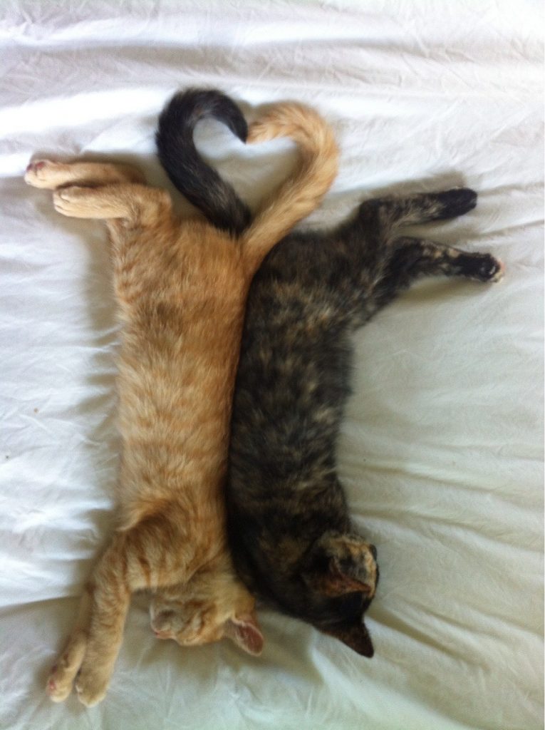 cats with valentine tails