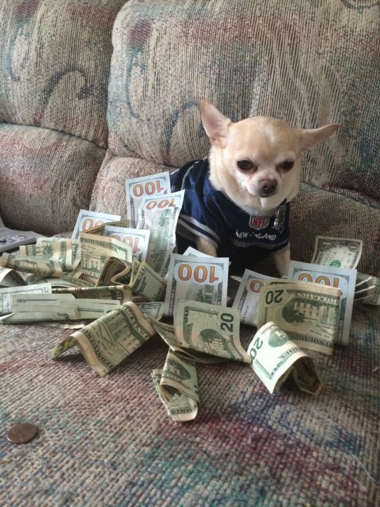 chihuahua sits on big pile of US currency, wearing a shirt with an NFL logo