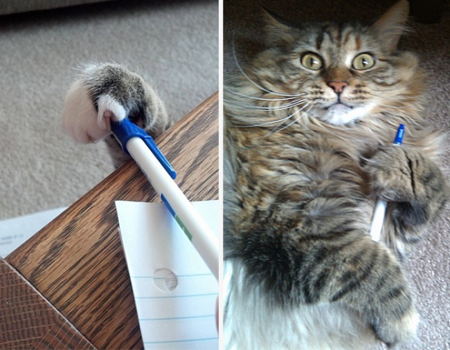 cat steals pen