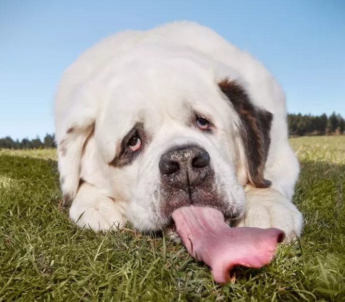 Senior Dogs Adopted Video Senior Dogs Adopted Video