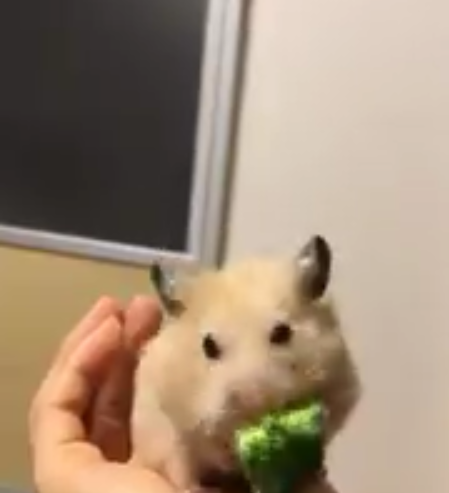 mimicking hamster