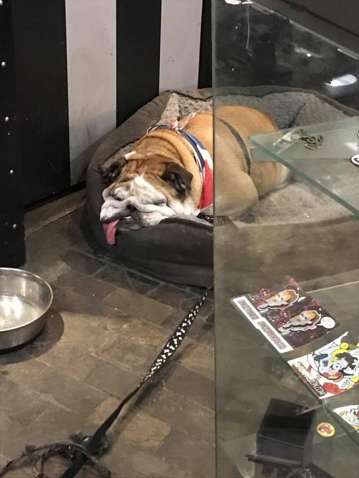 bulldog sleeps with tongue out