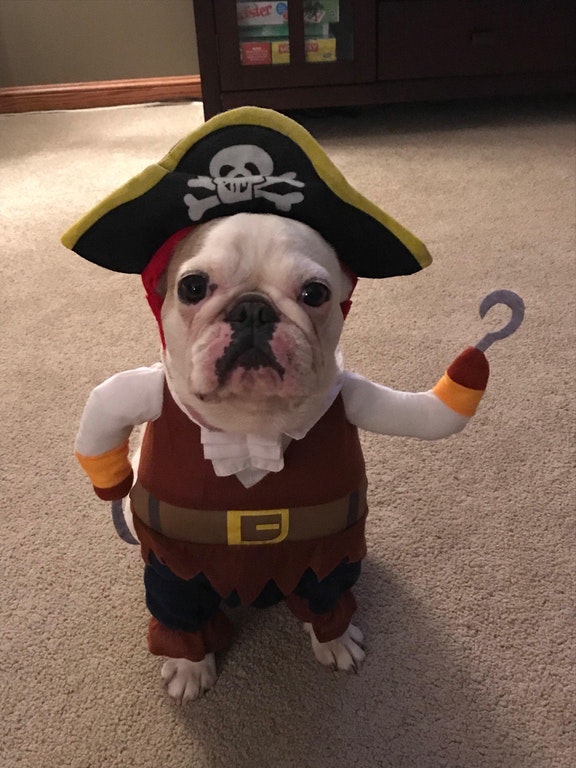 dog in pirate costume