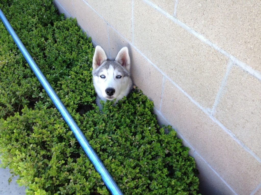 Dog in shrubs