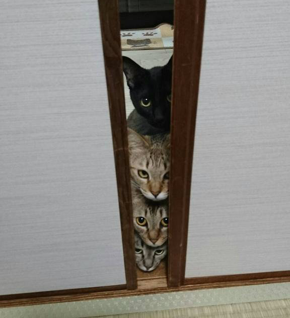 cats-stack