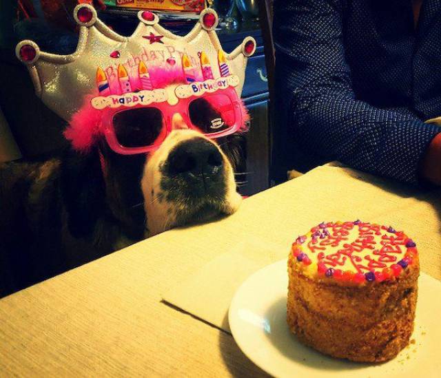 dog looks at cake