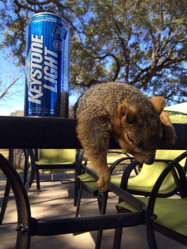 squirrel next to beer can