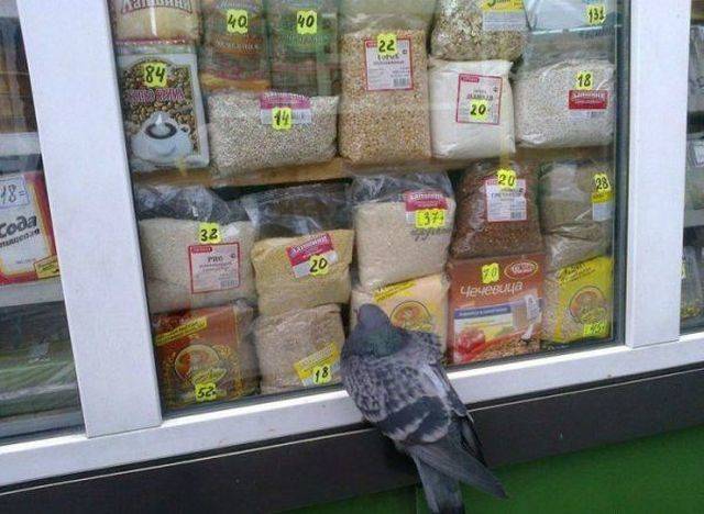 pigeon looks at seeds in store window