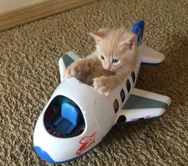kitten in toy airplane