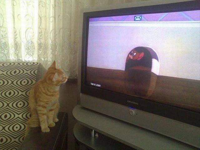 cat looks at Tom and Jerry cartoon