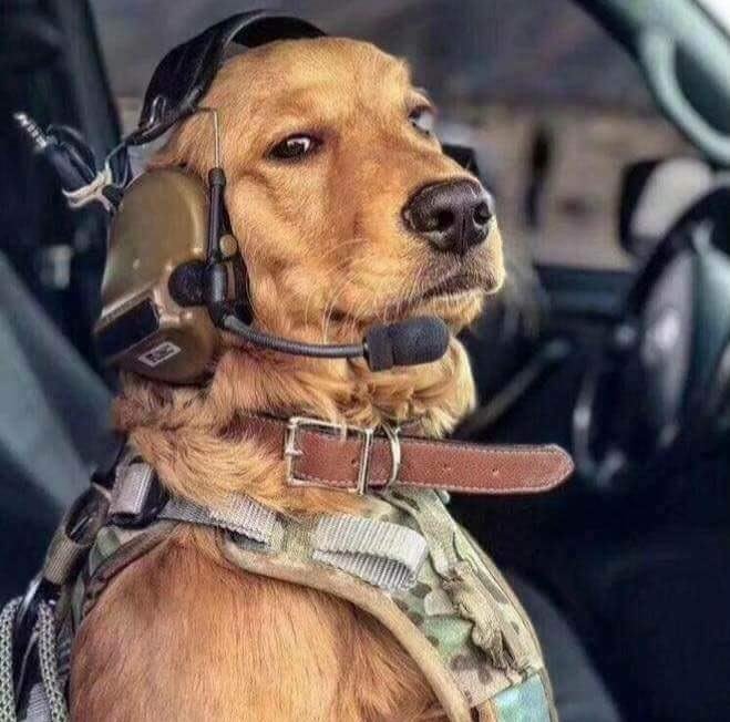 Dog wearing pilot's headset with headphones and microphone 