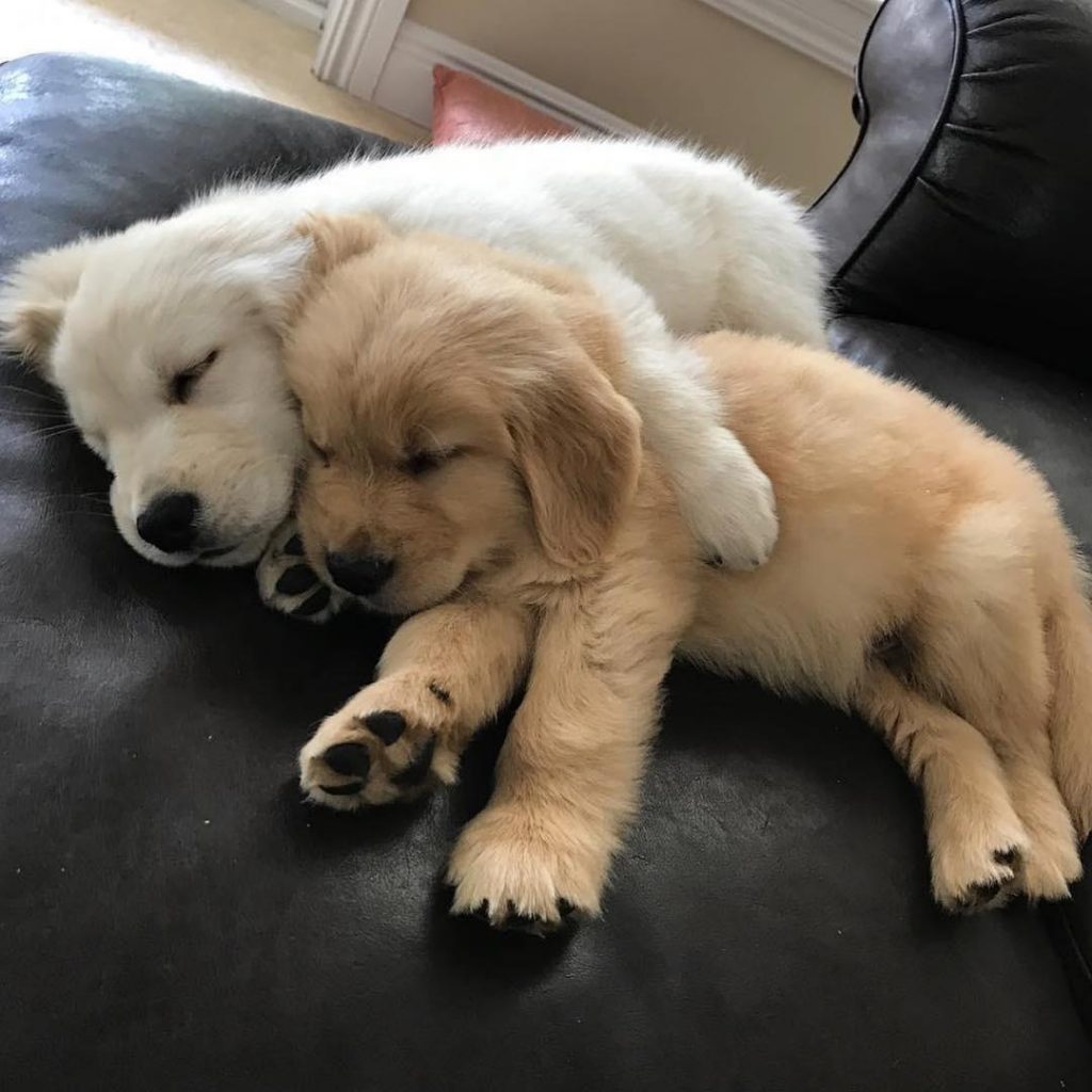 Two puppies cuddle together 