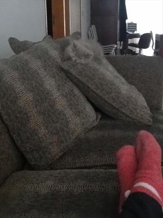 cat on sofa cushion