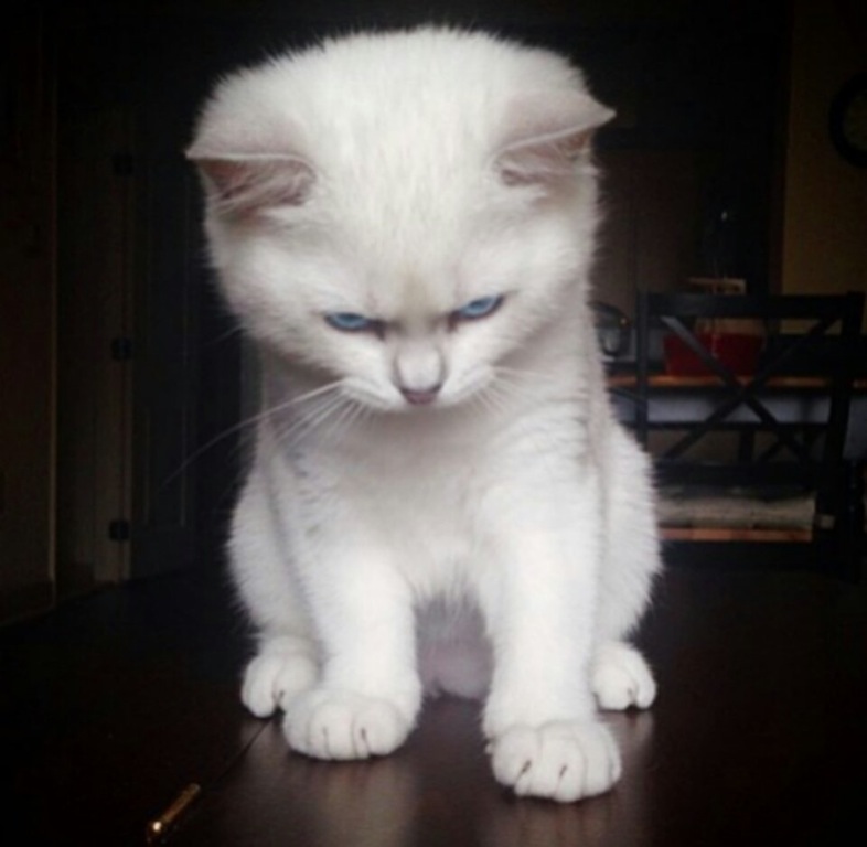 Cute but angry looking white cat glares at you