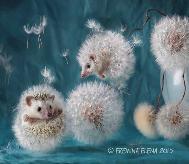 hedgehogs-photography-elena-eremina-52a-57b1add8d9756__605