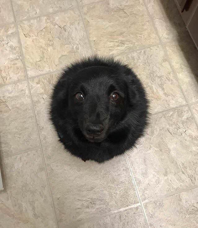 dog surrounded by black fur