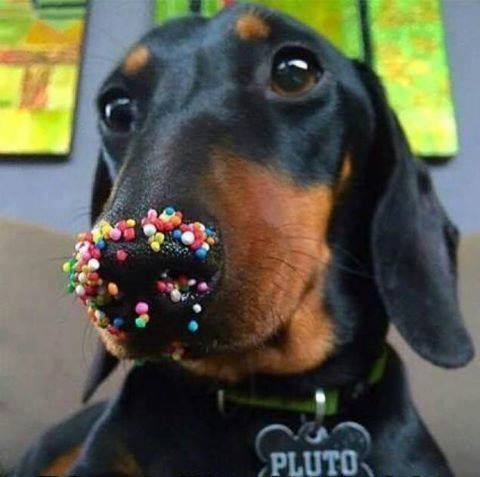 Closeup of dachshund face, with nose covered in candy sprinkles.