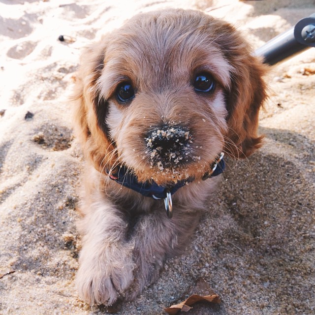 dog with sand on nose