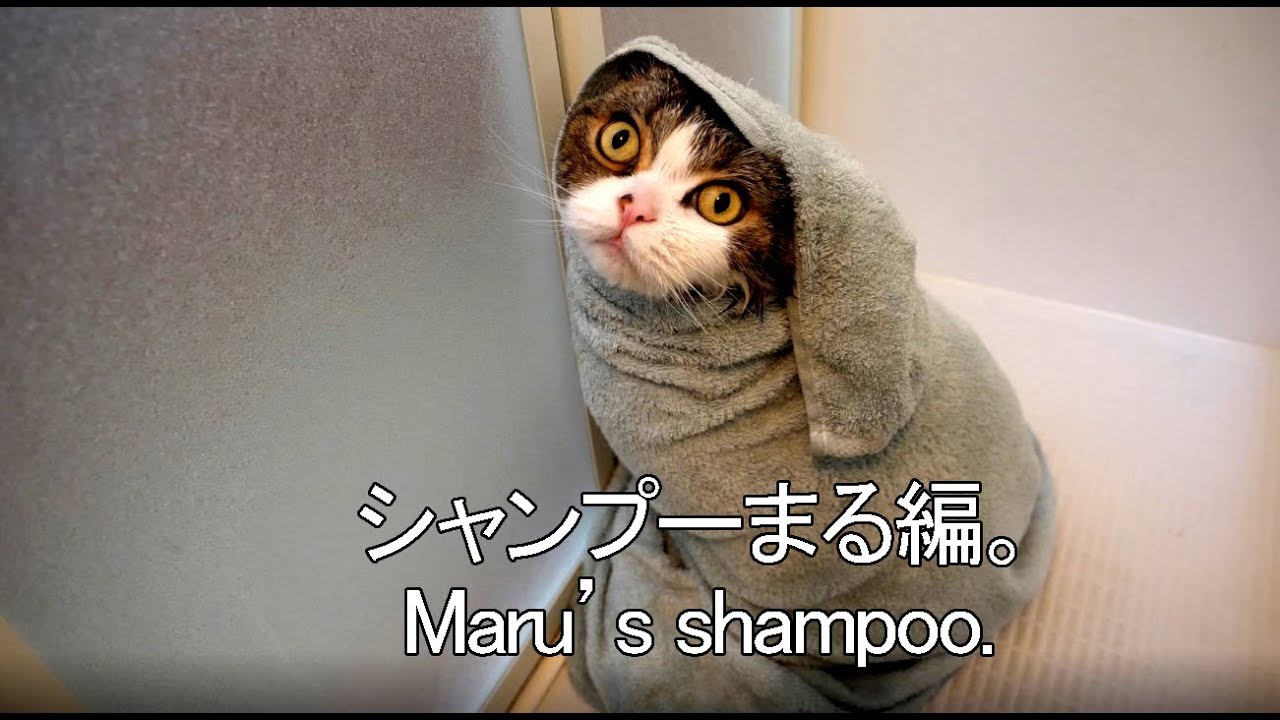 shampoing chaton