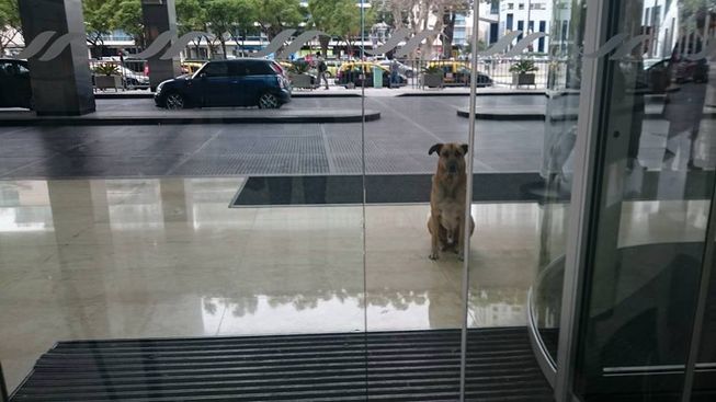 stray-dog-rubio-waits-for-flight-attendant.jpg.653x0_q80_crop-smart