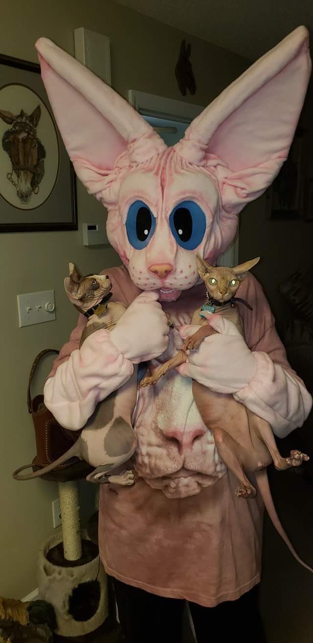 cats look at man in cat costume