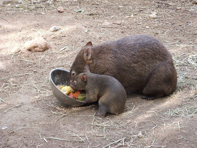 wombats eating